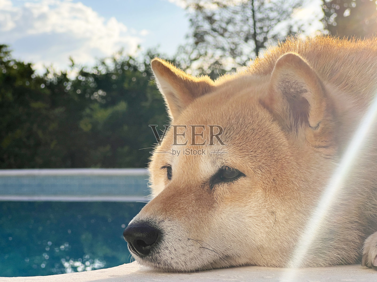 柴犬小狗看起来像一只小狐狸照片摄影图片