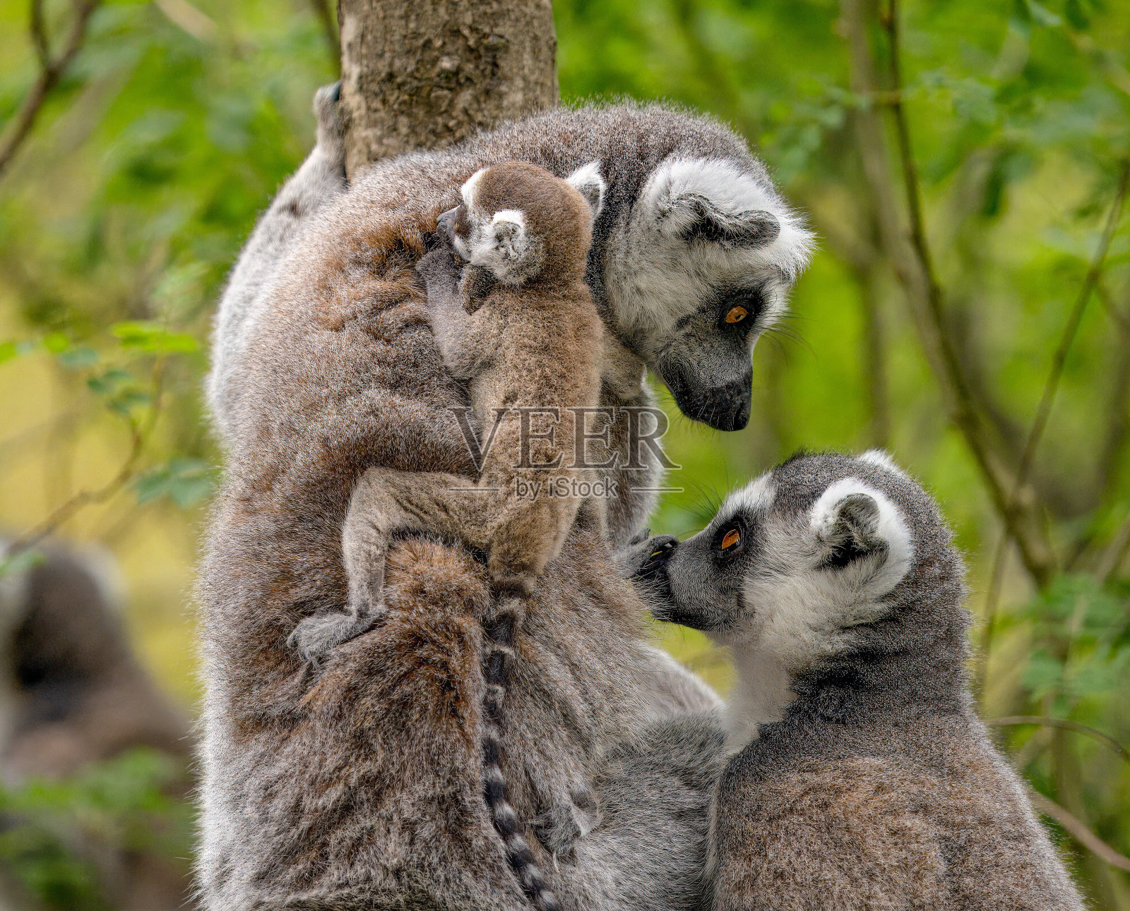 树上的环尾狐猴科(狐猴)照片摄影图片