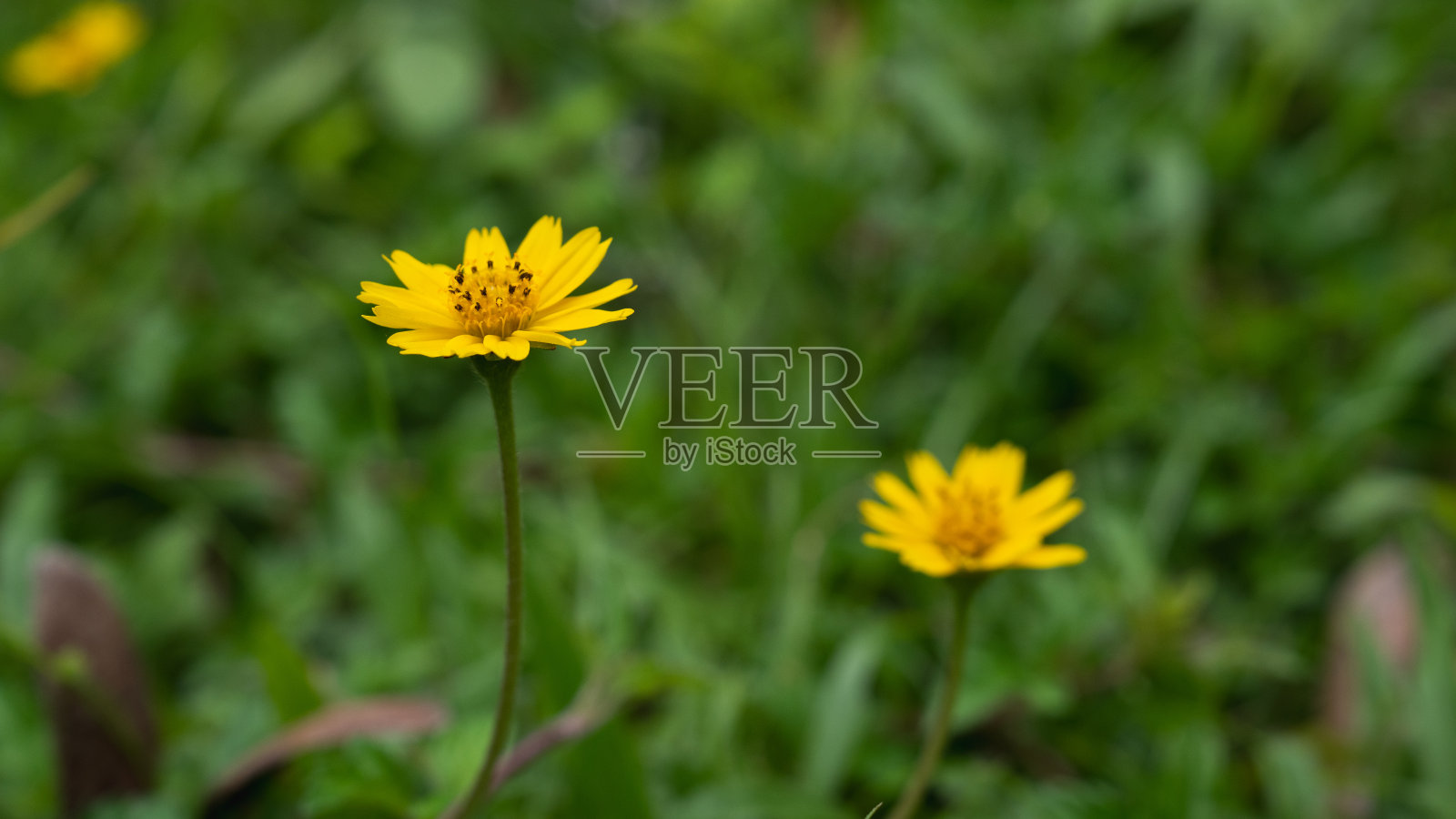 黄色草地或雏菊与深绿色背景与复制空间，概念的黄色花卉或植物，花束，盛开的园艺季节，植物壁纸，漂亮可爱，浪漫。照片摄影图片