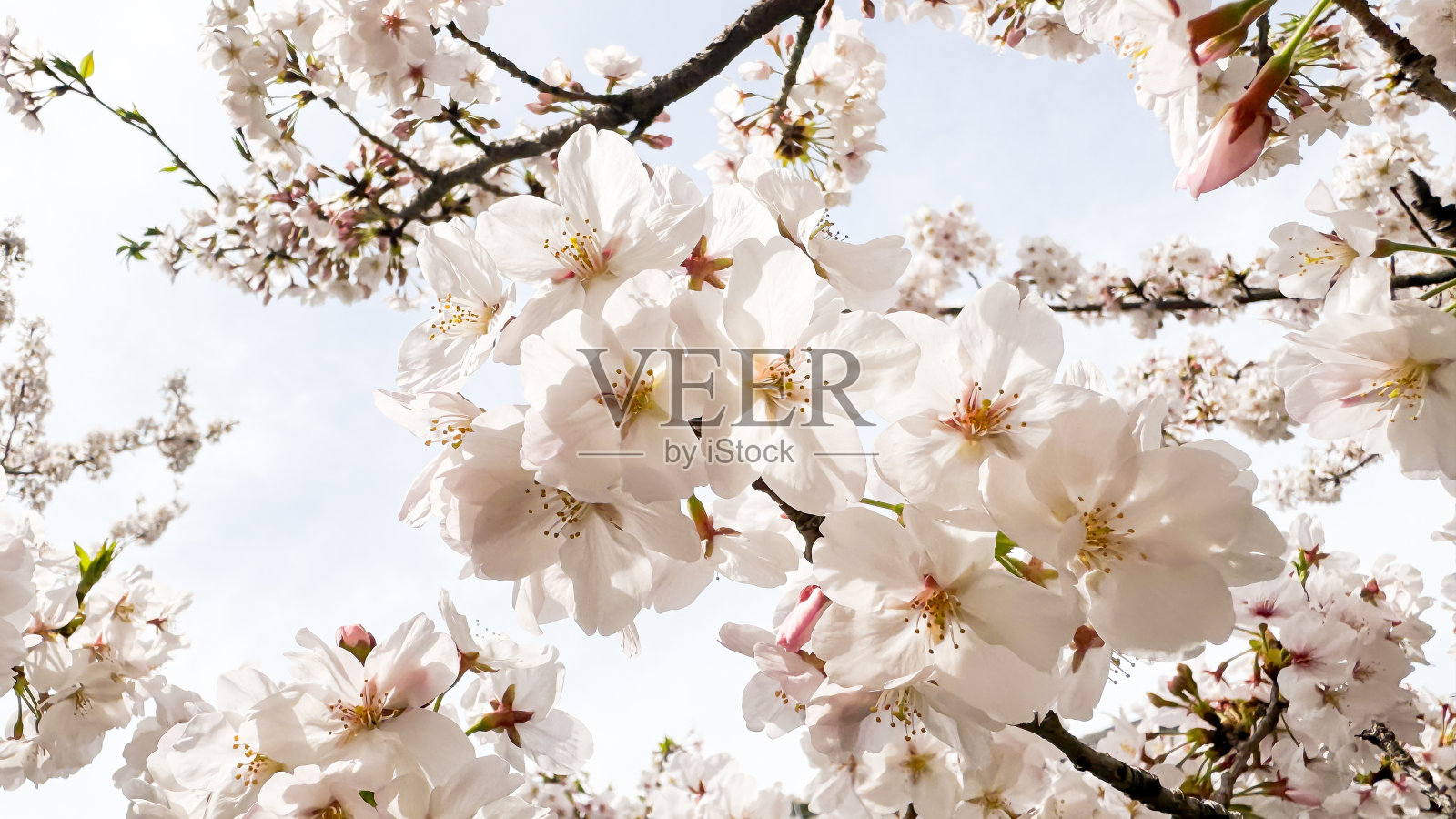 横滨的美景照片摄影图片