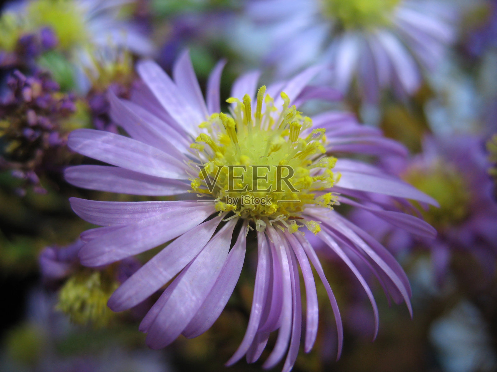 紫丁香紫菀多年生植物特写照片摄影图片