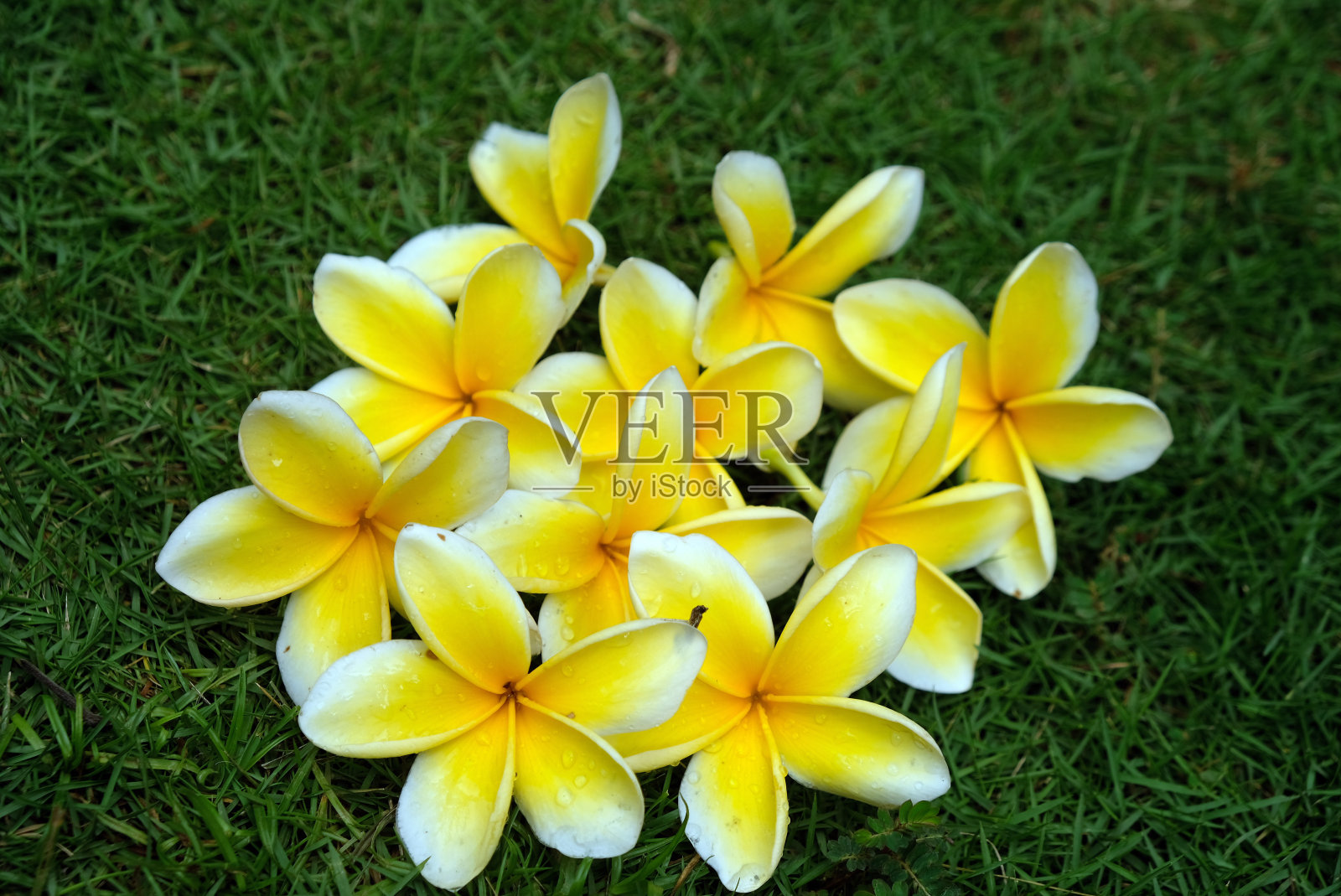 热带花园中的黄色桔梗花。Plumeria阿尔巴。Kamboja巴厘岛照片摄影图片