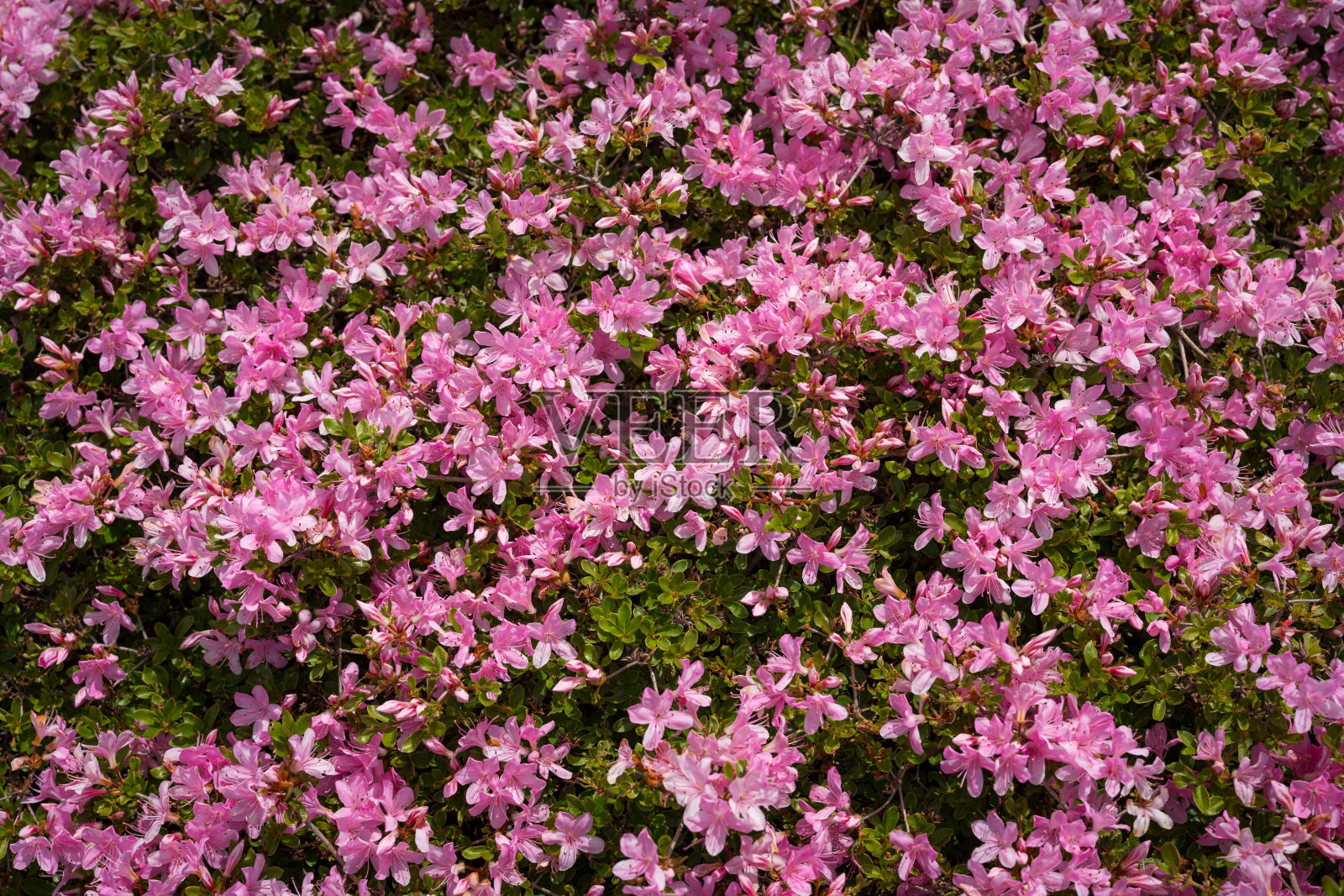 Ahorn叶做照片摄影图片