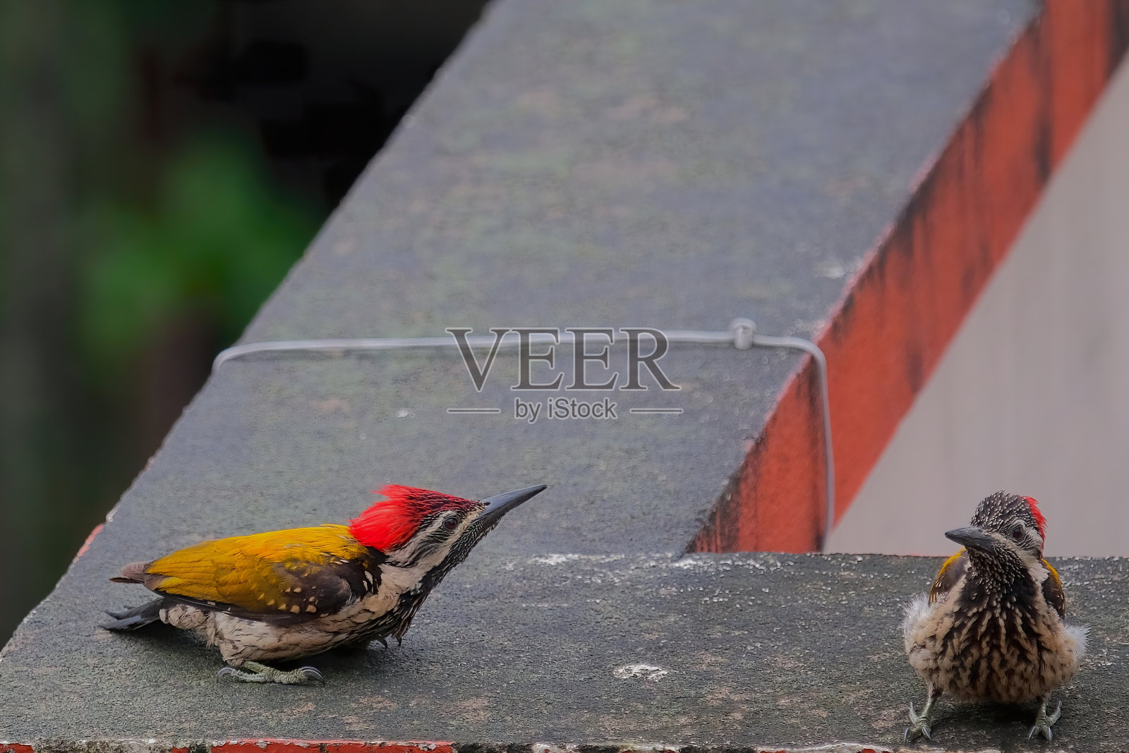 黑背燃背啄木鸟照片摄影图片