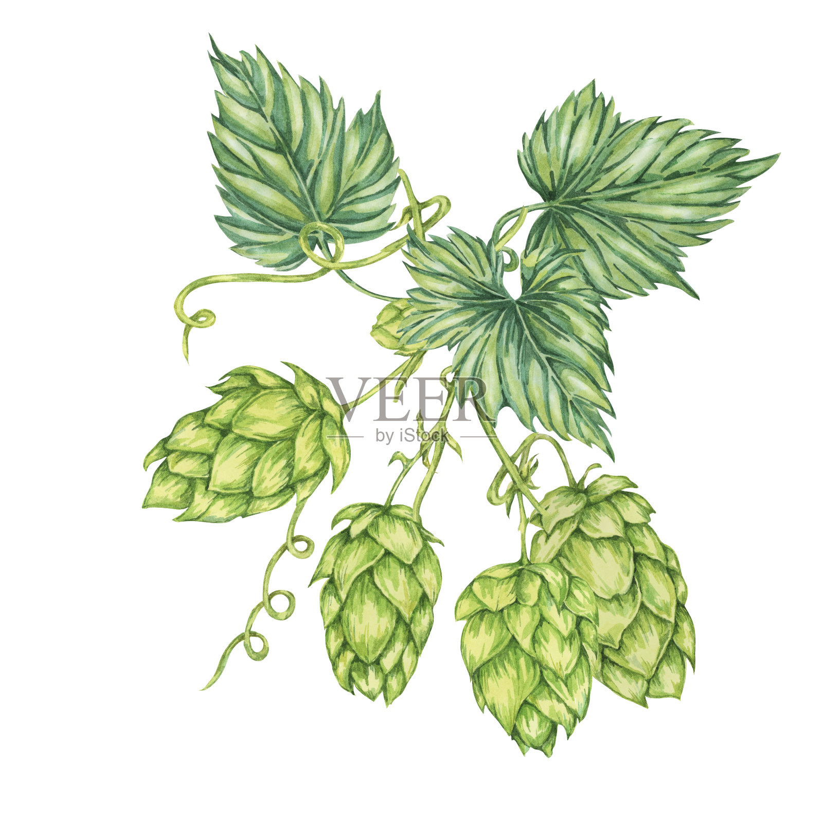 啤酒花球果和叶子树枝水彩插图。绿葎草成分用于啤酒标签、啤酒厂设计。庆祝啤酒花植物剪贴画插画图片素材