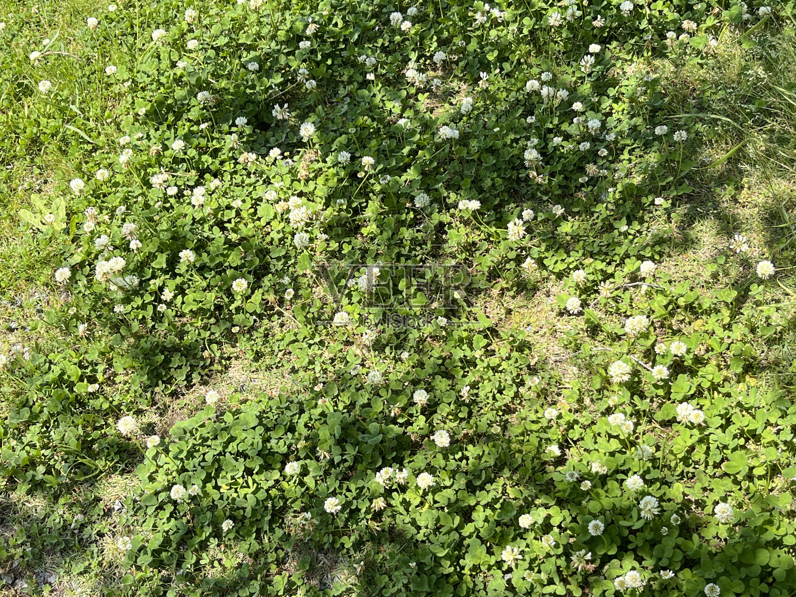 花园照片摄影图片