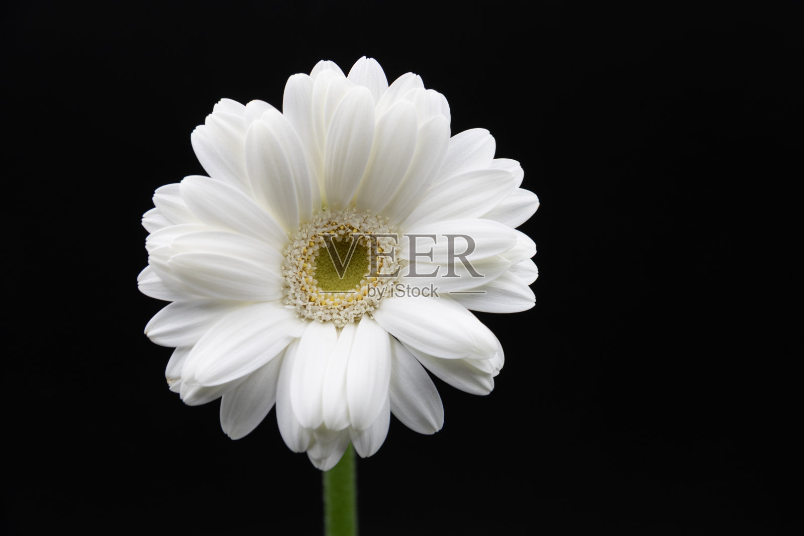 黑色背景上的白色非洲菊照片摄影图片
