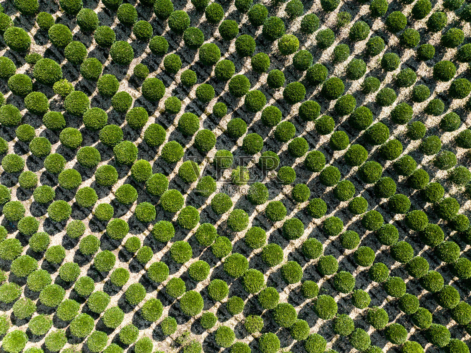 绿化园林树种栽培园照片摄影图片