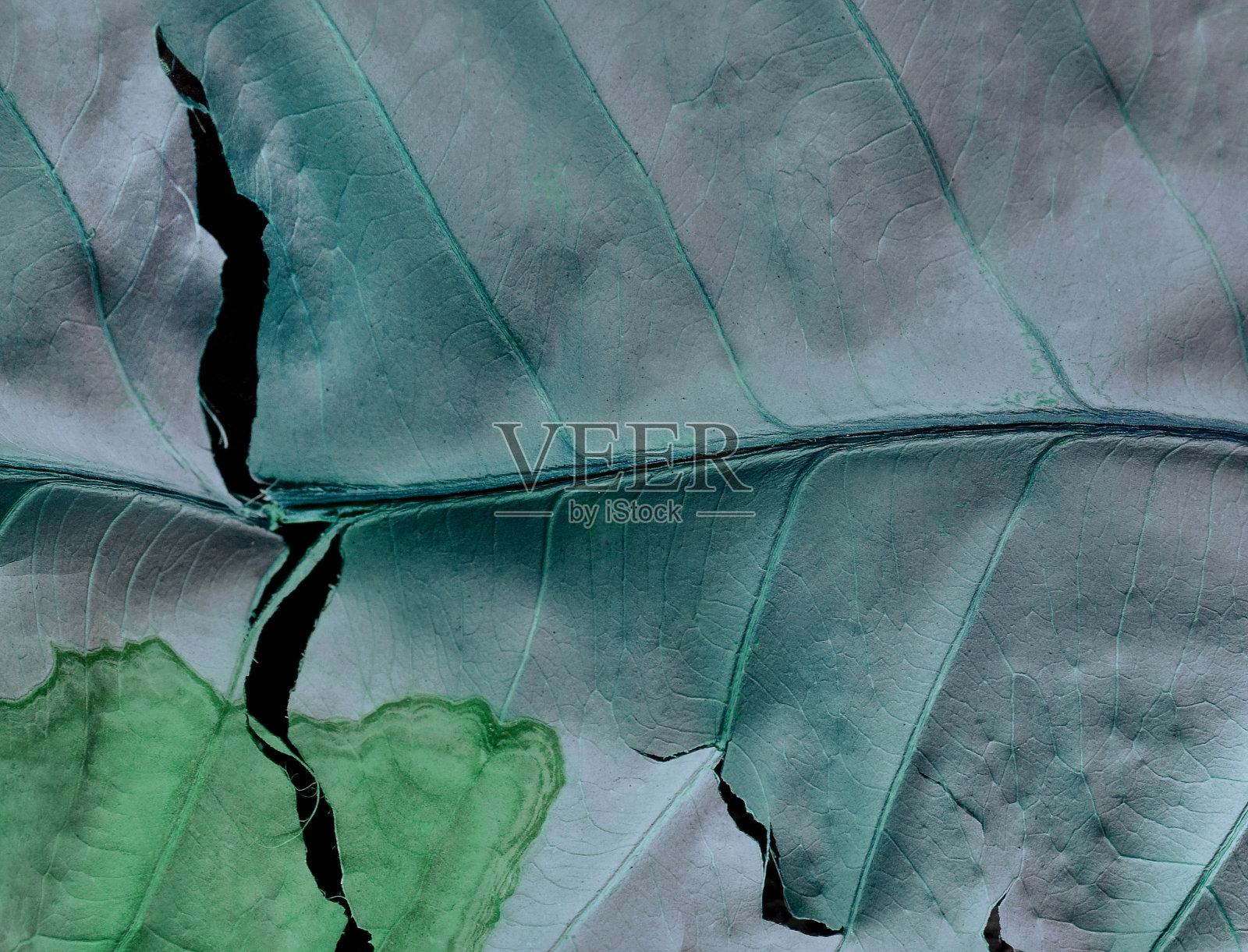 绿松石色撕裂叶子的纹理照片摄影图片
