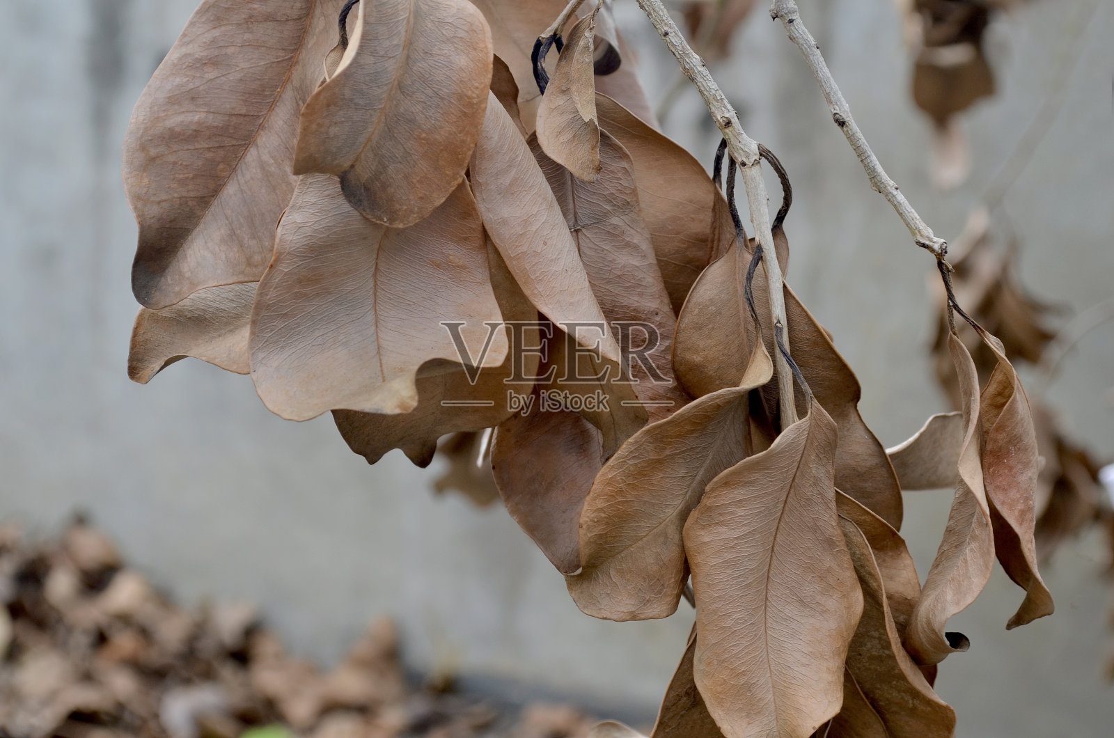 干叶子在墙上的背景照片摄影图片