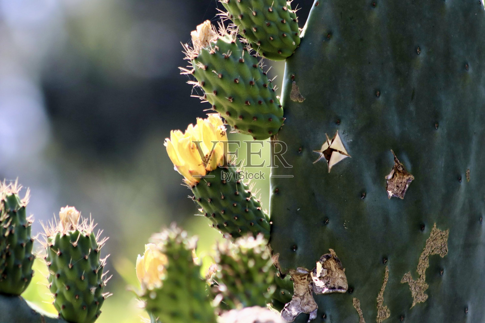 仙人掌照片摄影图片