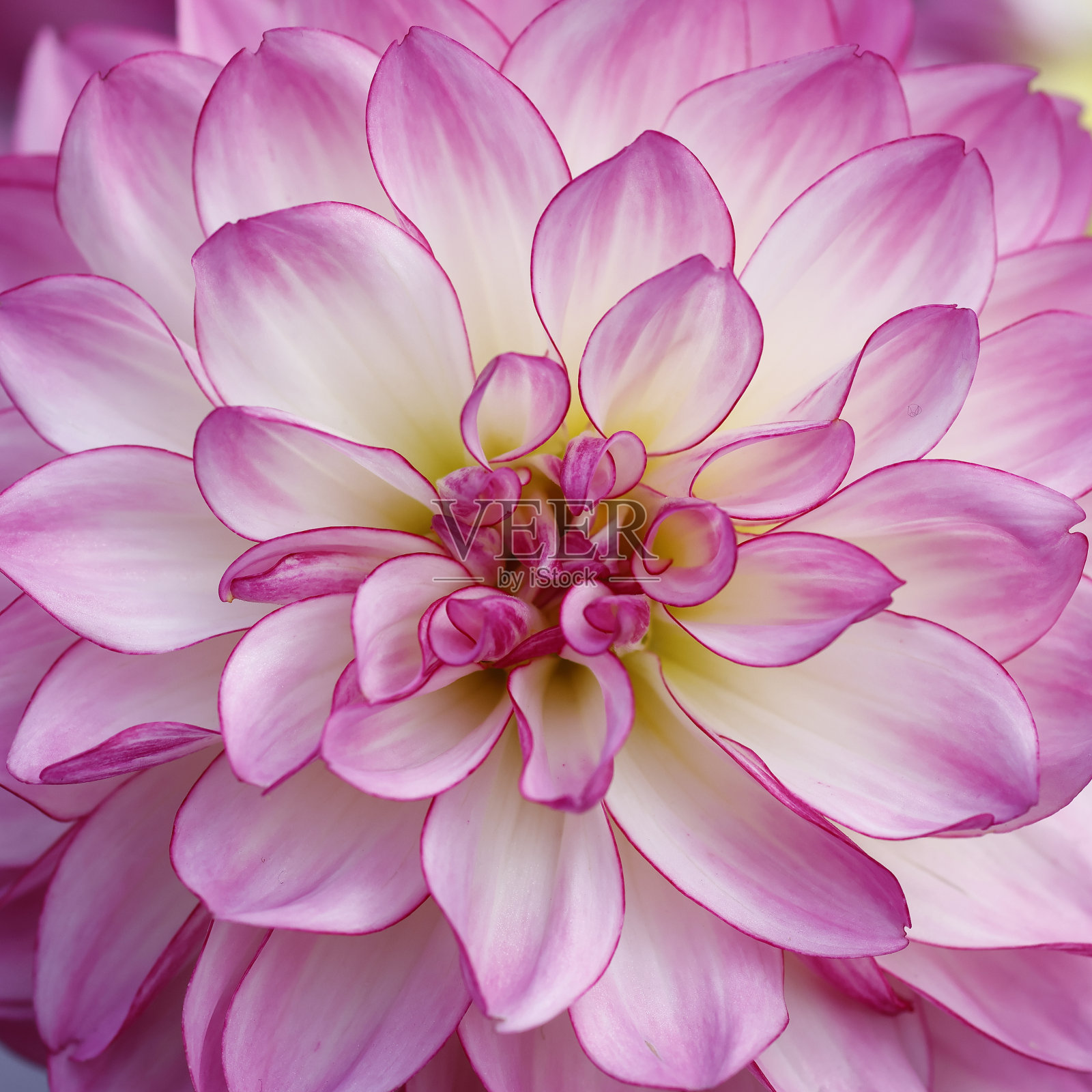 非常近距离的粉白色大丽花照片摄影图片