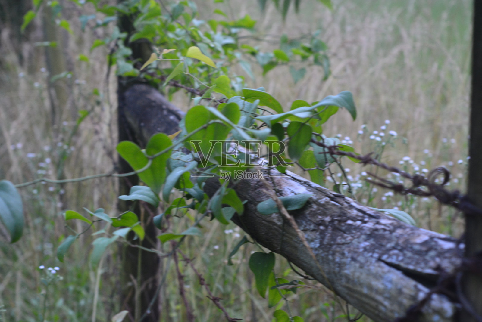 栅栏照片摄影图片