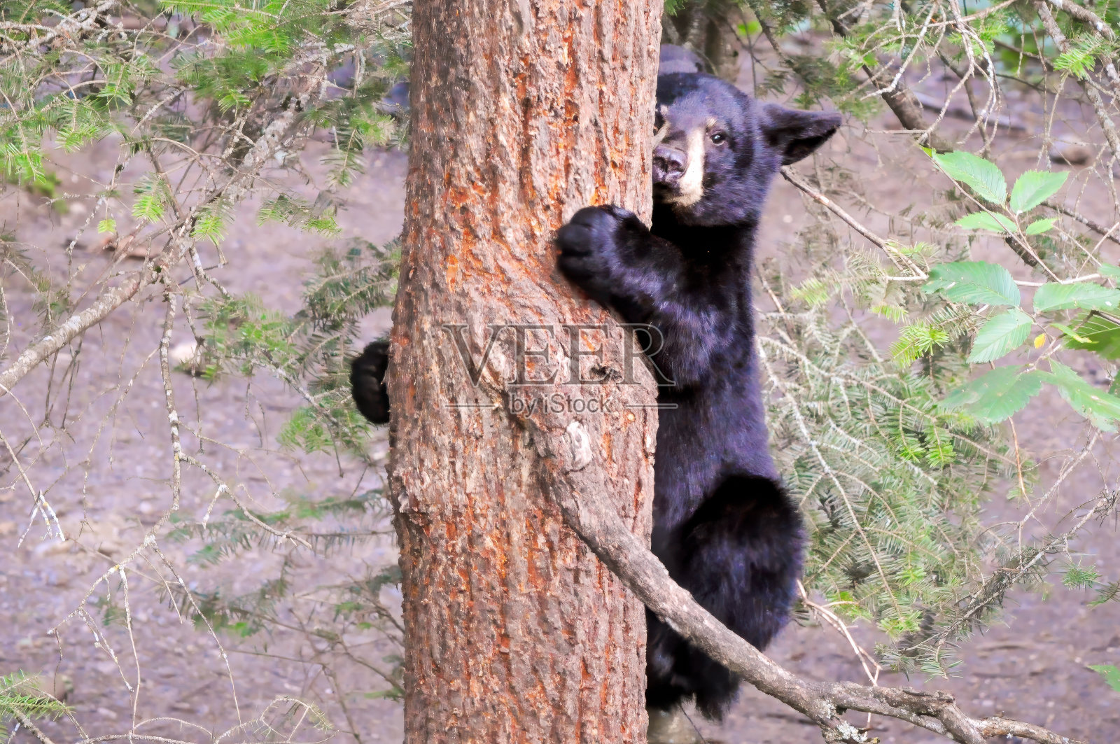 黑熊照片摄影图片