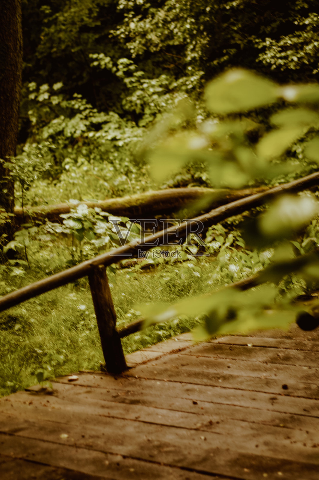 森林照片摄影图片