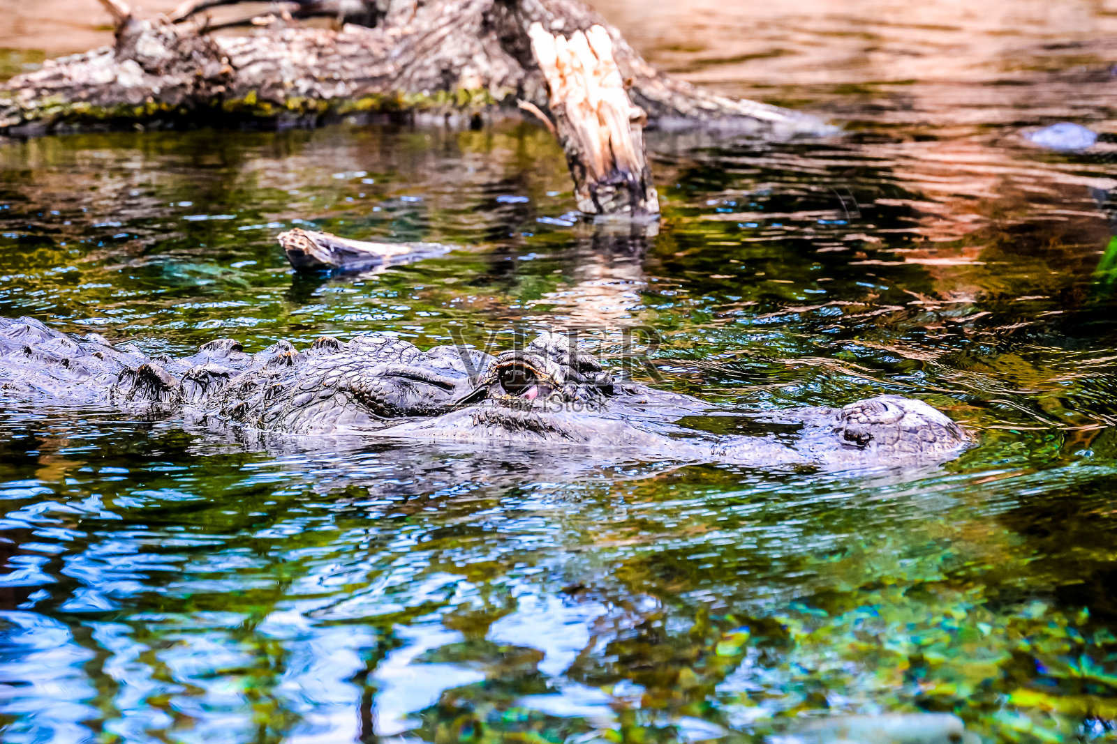 一条鳄鱼在水里游泳照片摄影图片