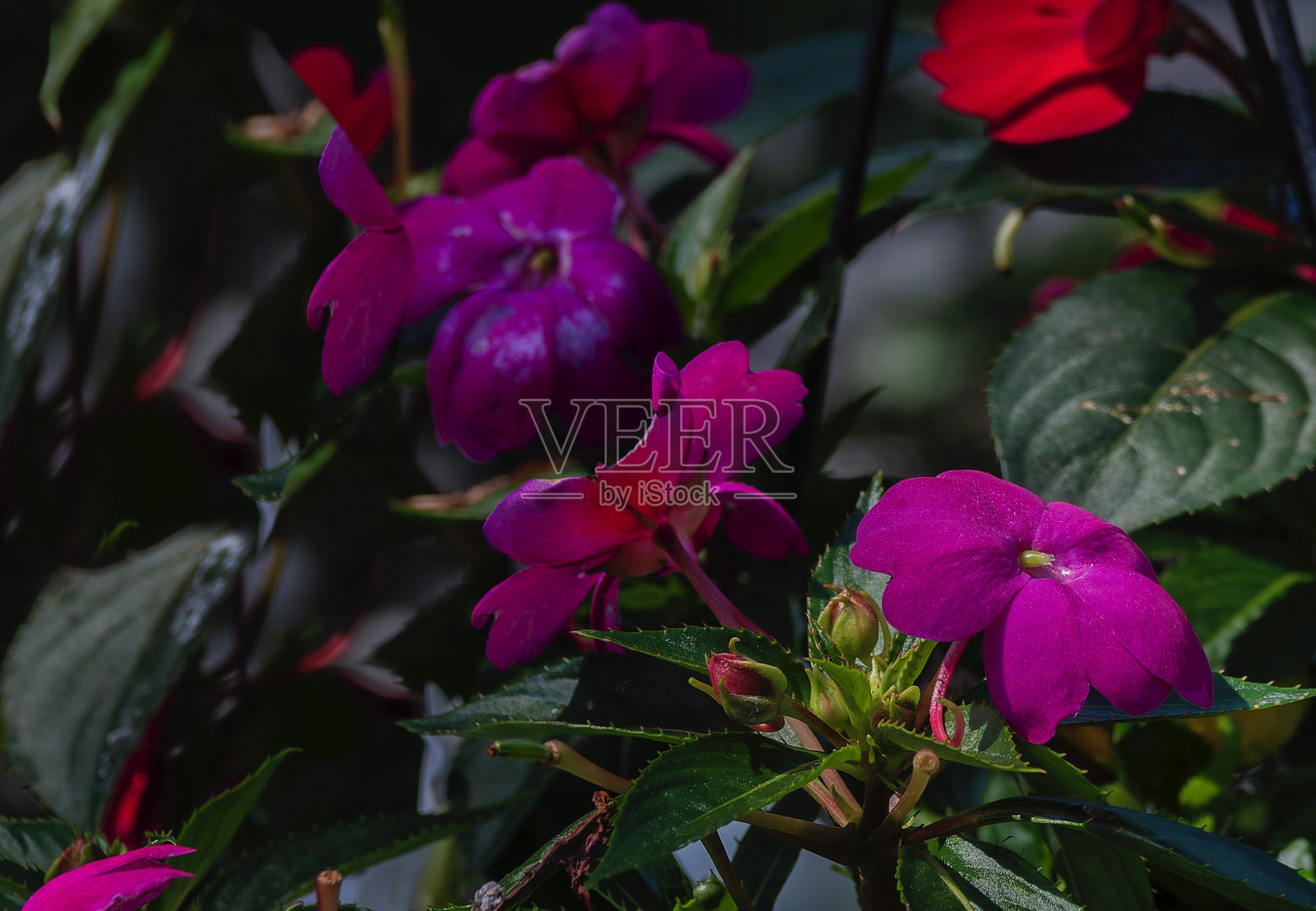 娇嫩的小花正在盛开照片摄影图片