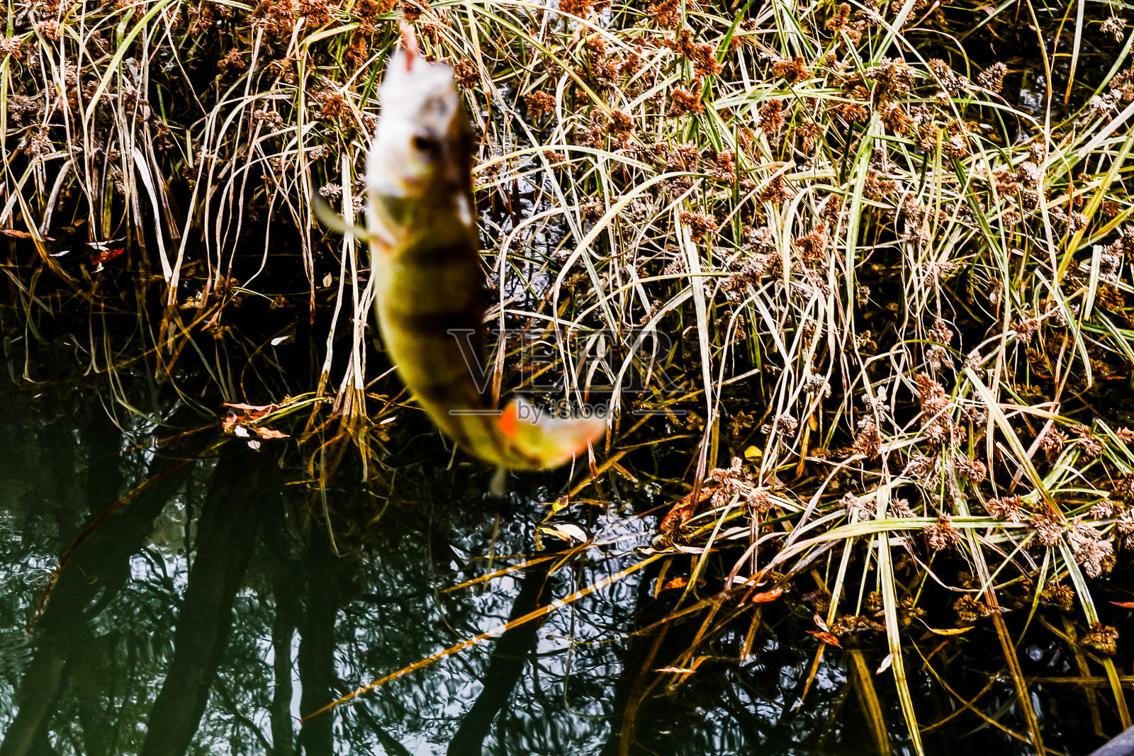 一条鱼跳出水面照片摄影图片