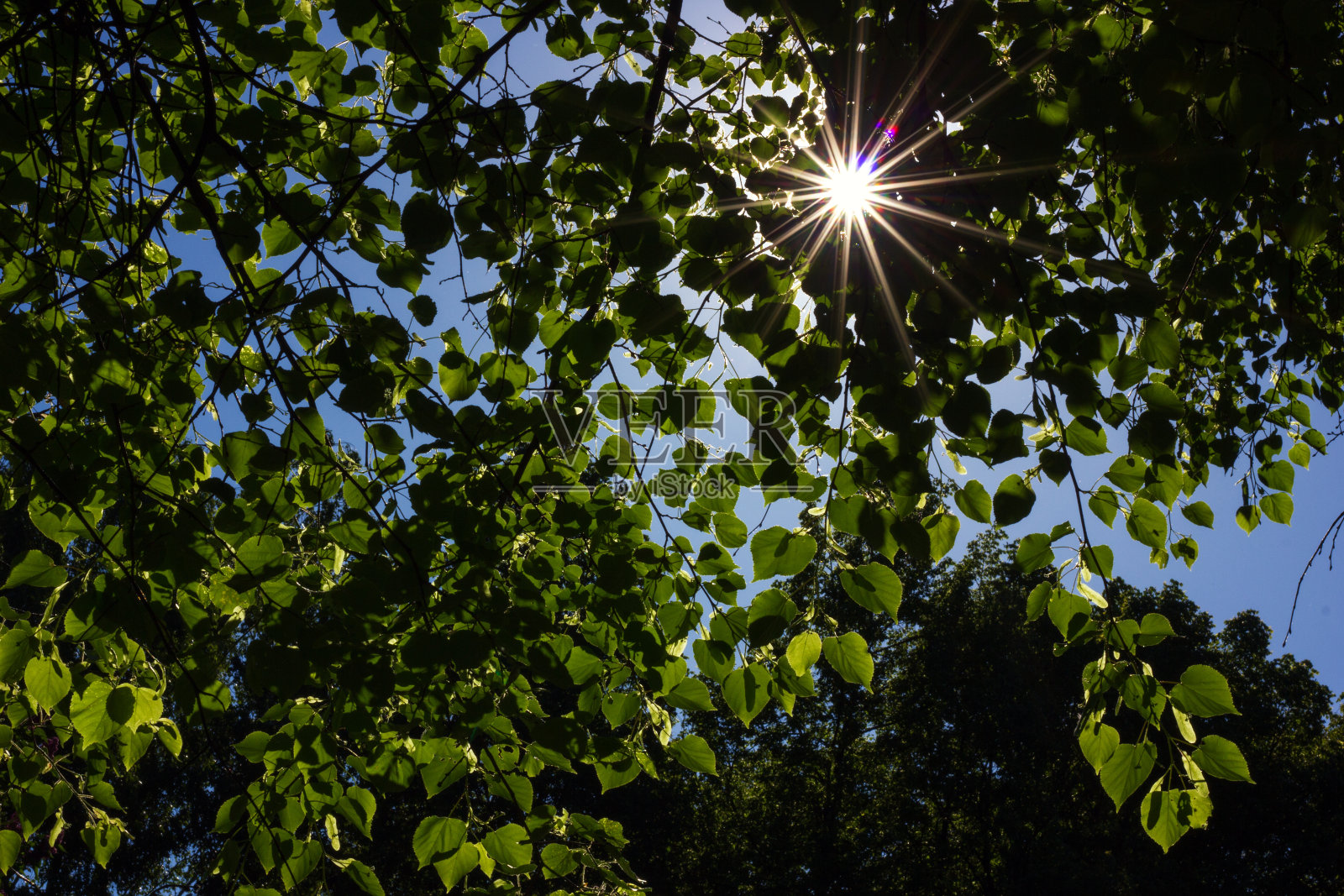 阳光透过树叶照片摄影图片