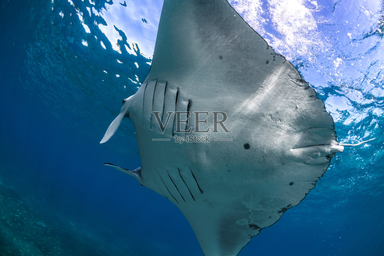 蝠鲼照片摄影图片