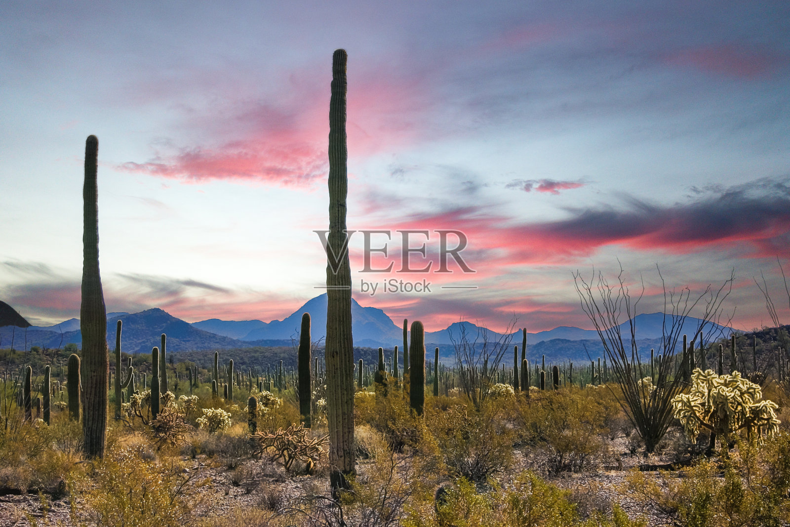 沙漠景观有仙人掌、石竹、石竹等多肉植物照片摄影图片
