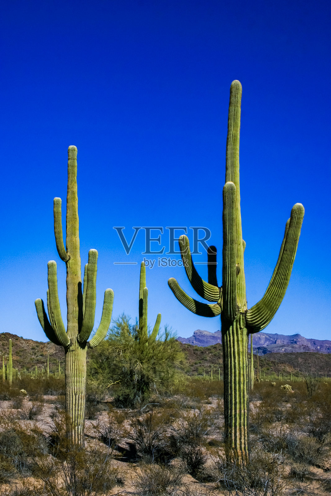 沙漠景观与仙人掌(Carnegiea gigantea)和其他多肉植物在风琴管NP，亚利桑那州照片摄影图片