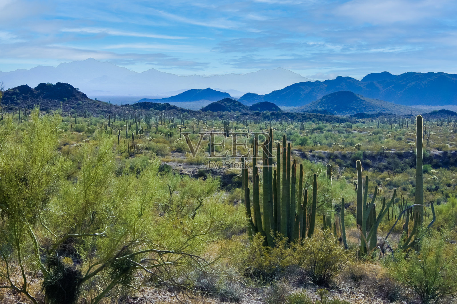 沙漠景观有仙人掌、石竹、石竹等多肉植物照片摄影图片