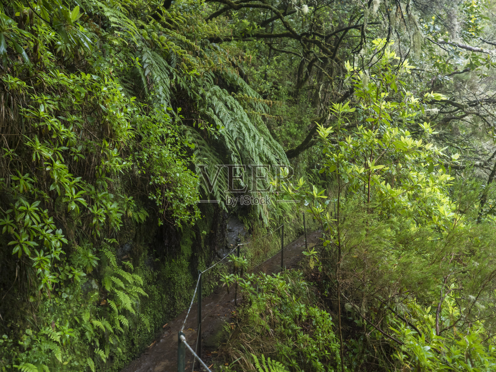沿着勒瓦达的狭窄步道，灌溉水道与茂密的热带森林植物和植被。勒瓦达卡尔代拉奥Verde和卡尔代拉奥地狱徒步小径，马德拉岛，葡萄牙照片摄影图片