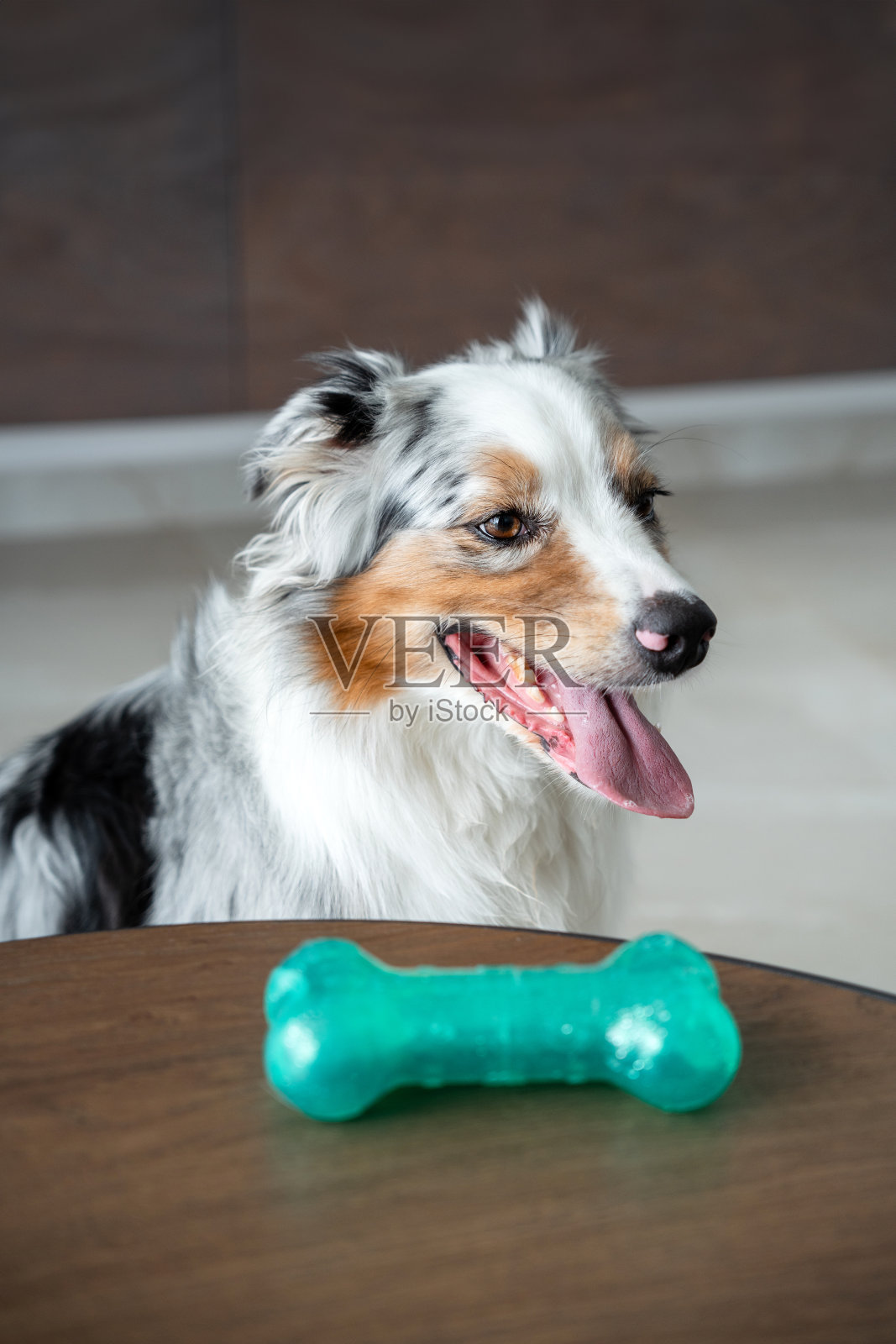 澳大利亚牧羊犬想玩它的玩具照片摄影图片
