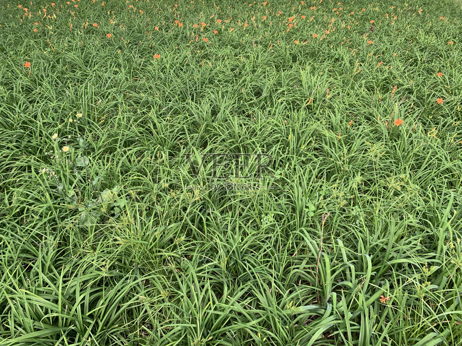 草地背景景照片摄影图片