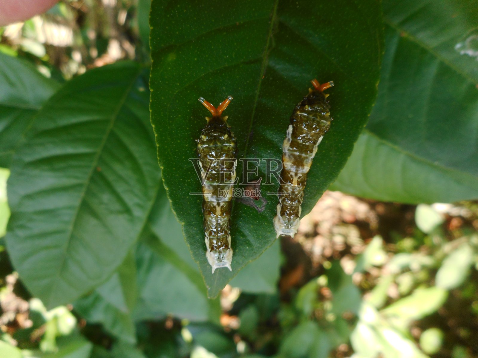 柑桔昆虫- Heraclides thoas brasiliensis照片摄影图片