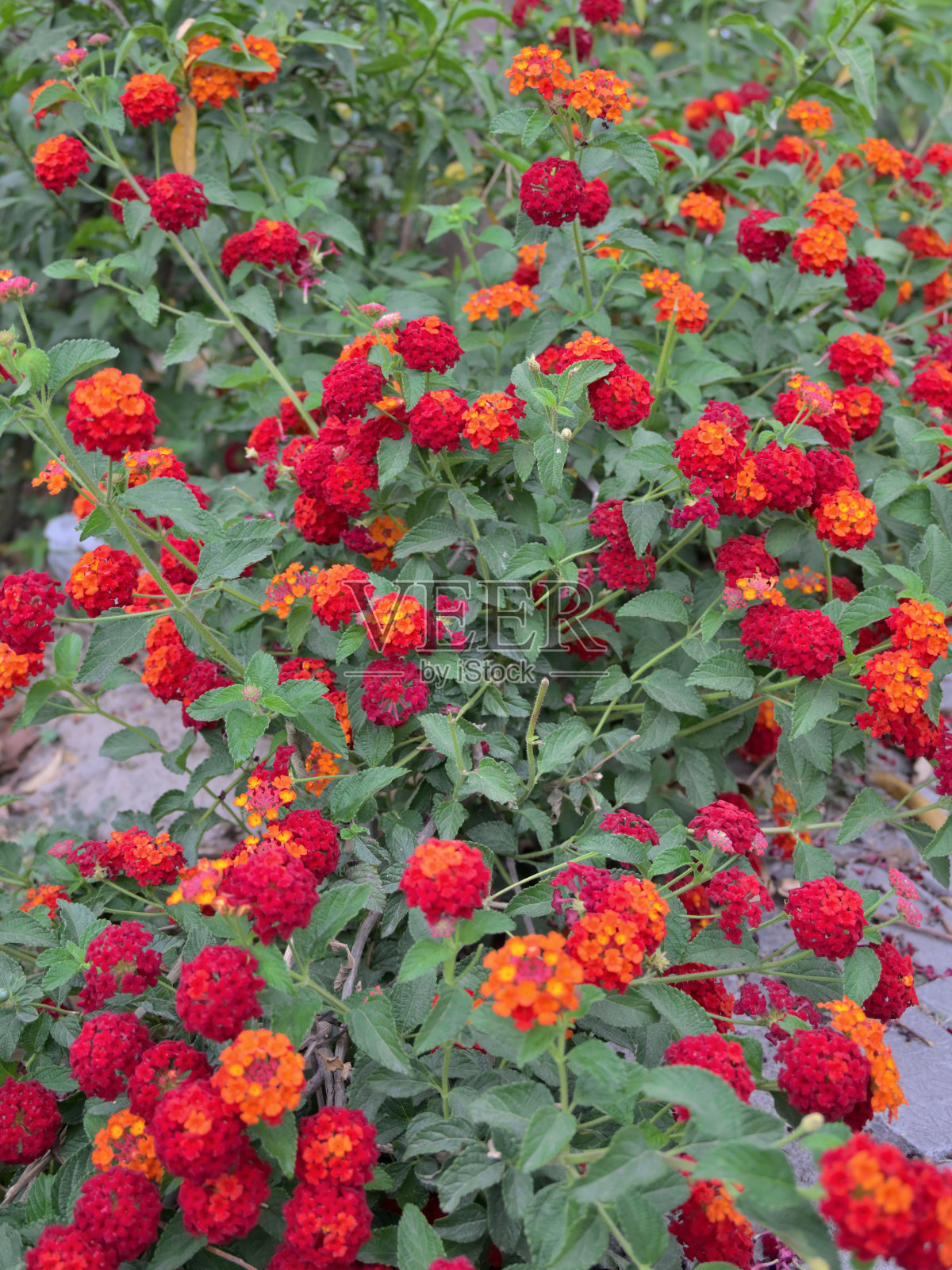 公园里的小红花特写。照片摄影图片