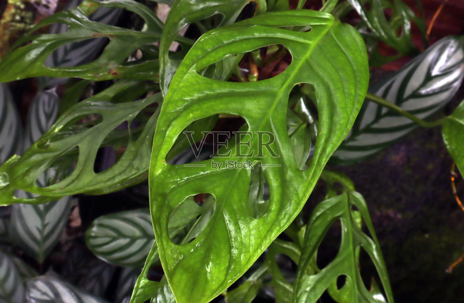 自然概念照片摄影图片