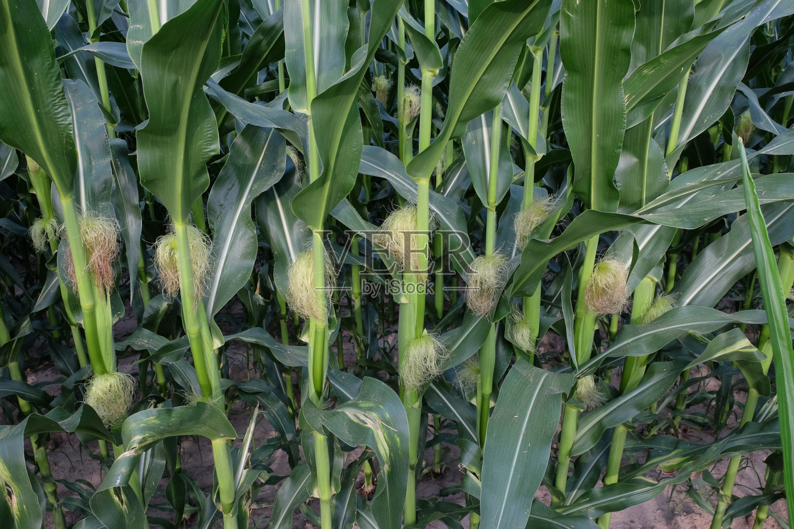 玉米棒长在茎上。年轻的农业植物在夏天。正在成熟的玉米穗，茎上有丝。有未成熟的小穗轴的玉米。照片摄影图片