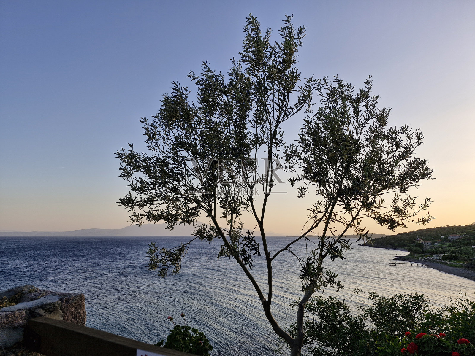 树在壮丽的海景前面照片摄影图片