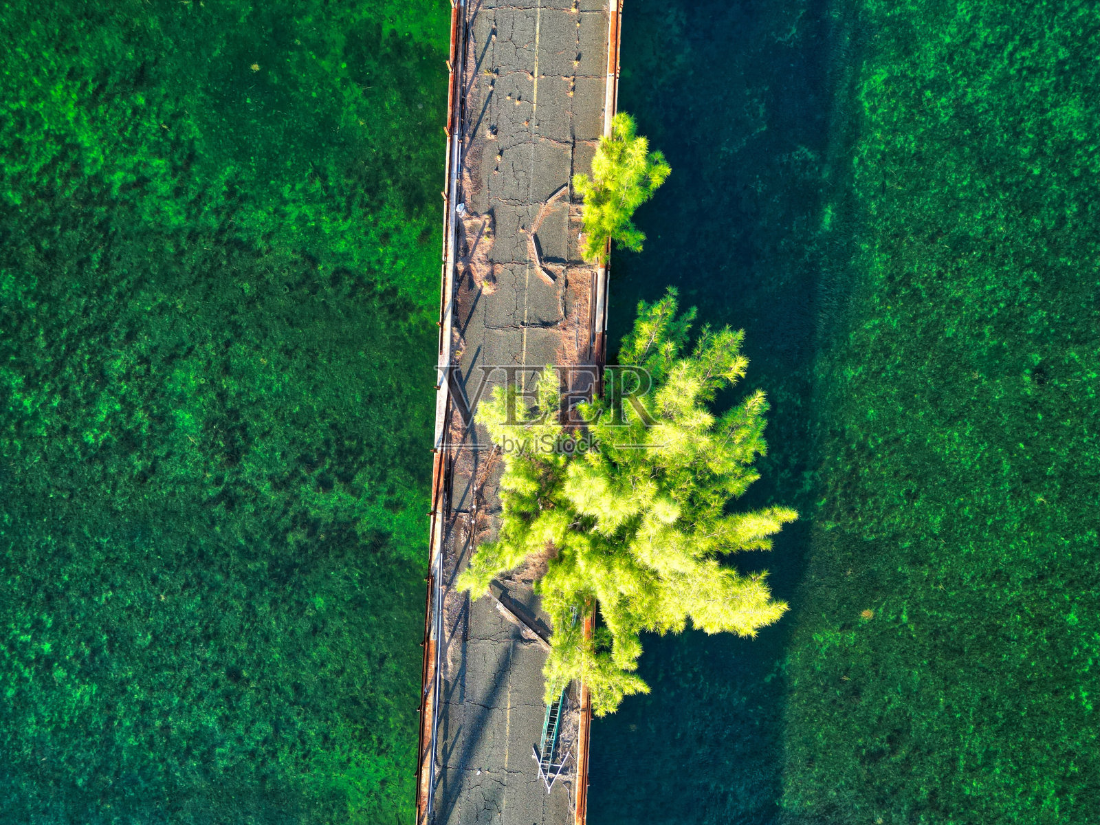 弗雷德树照片摄影图片