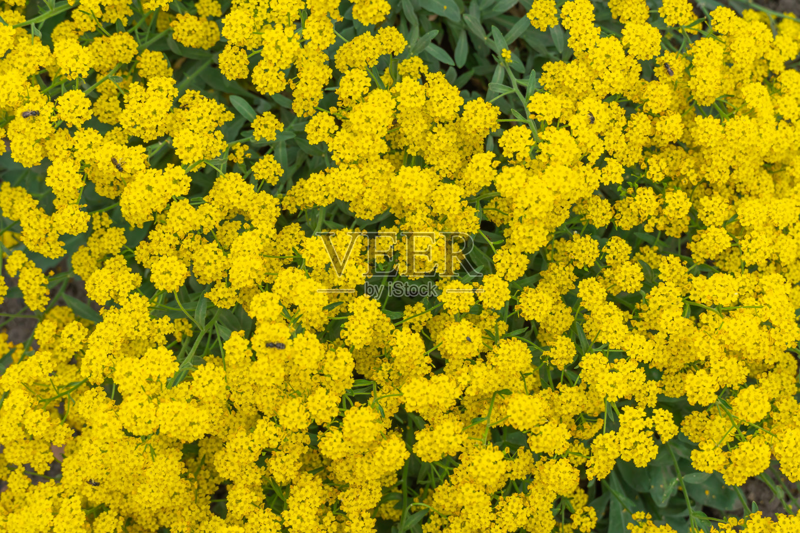 花园中盛开着灌木黄花的山花。金色高山萨克森。照片摄影图片