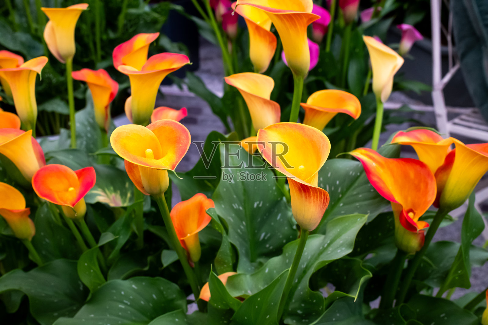 亮黄色的马蹄莲花照片摄影图片