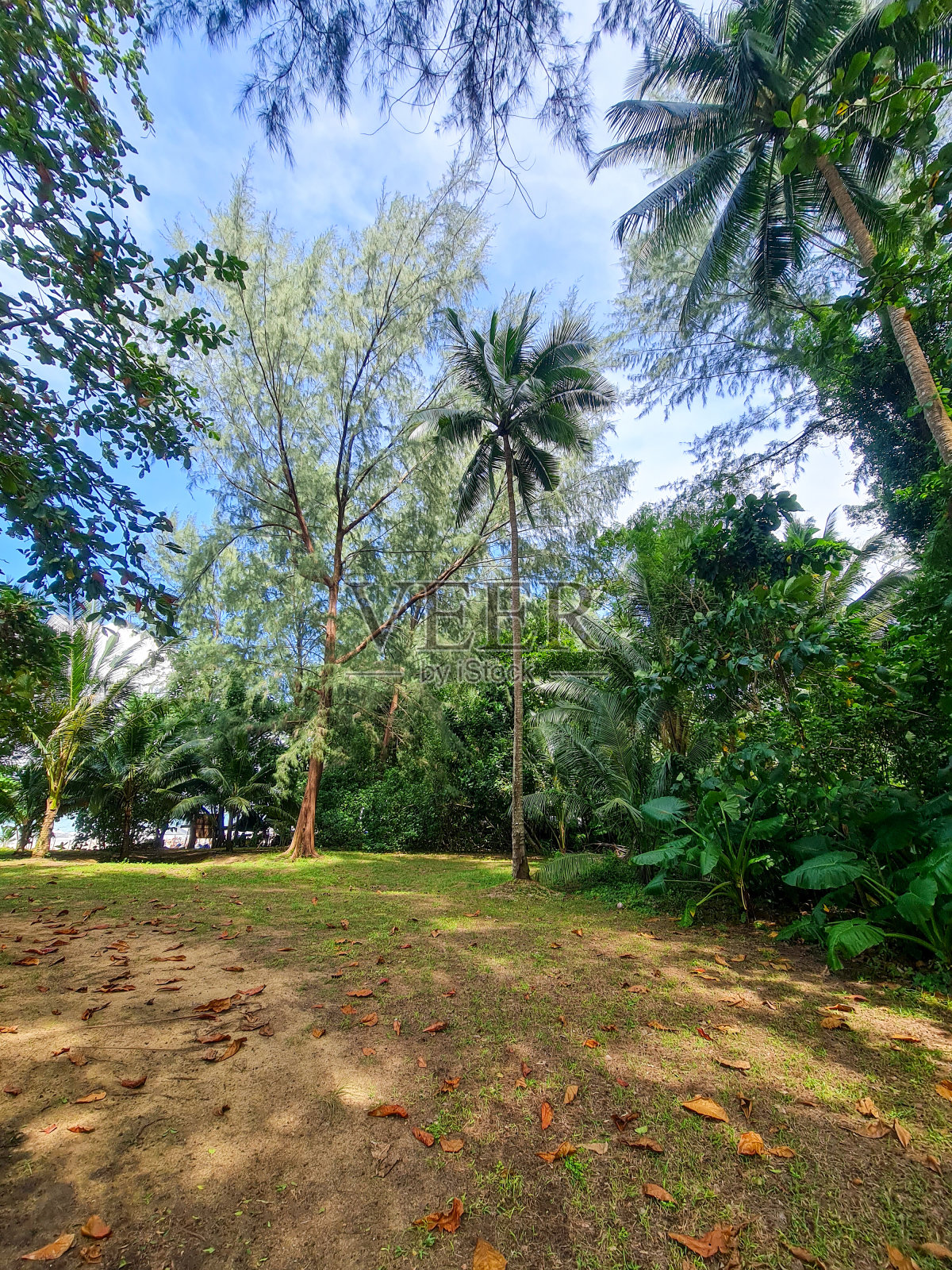 一片棕榈树地区的丛林照片摄影图片