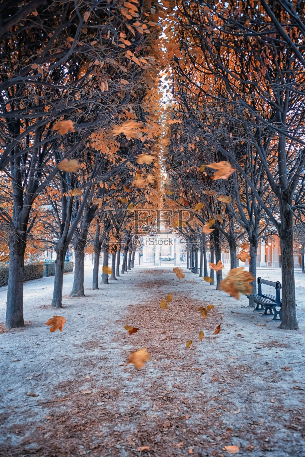 巴黎公园里飘落的树叶照片摄影图片