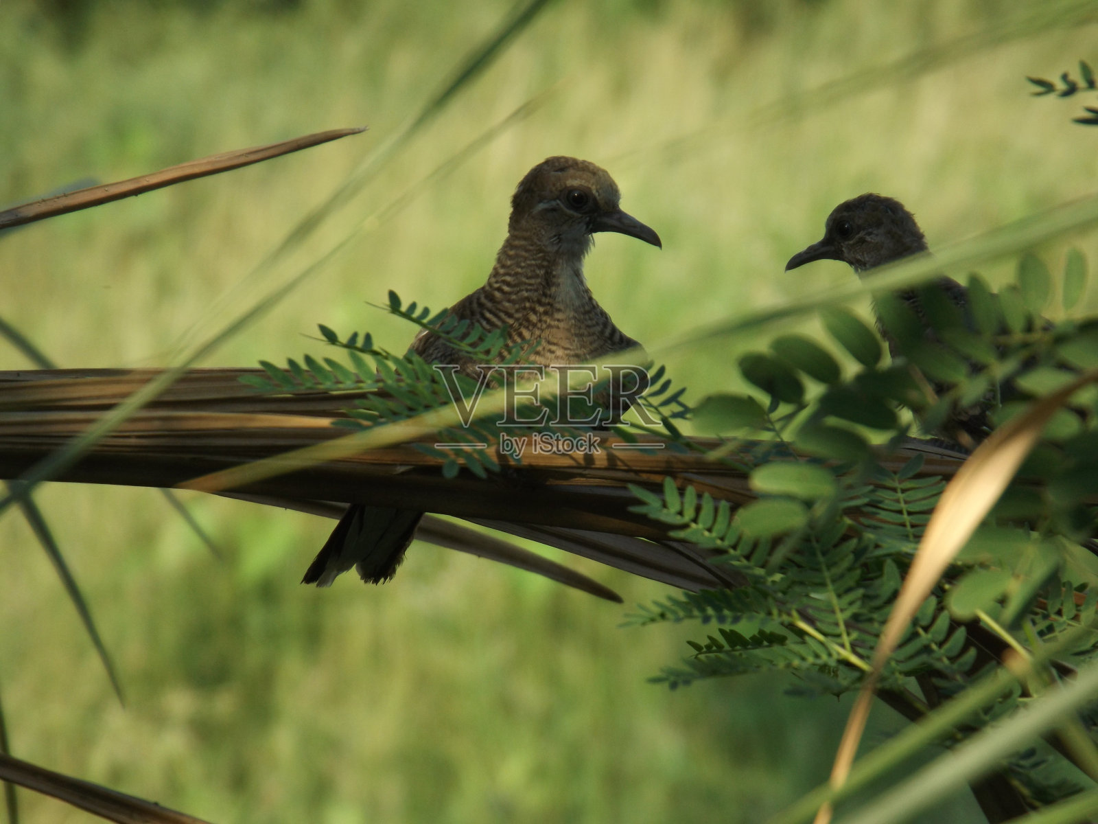 两只鸽子坐在绿色的树枝上照片摄影图片
