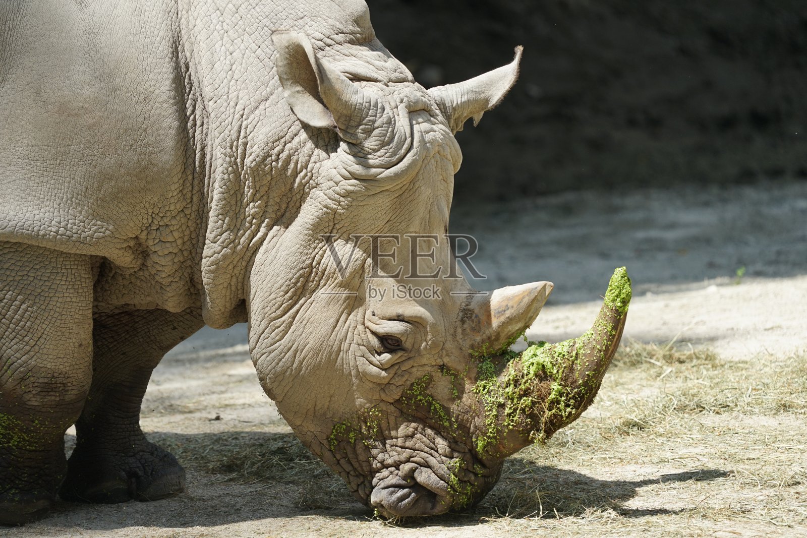 白犀牛特写照片摄影图片