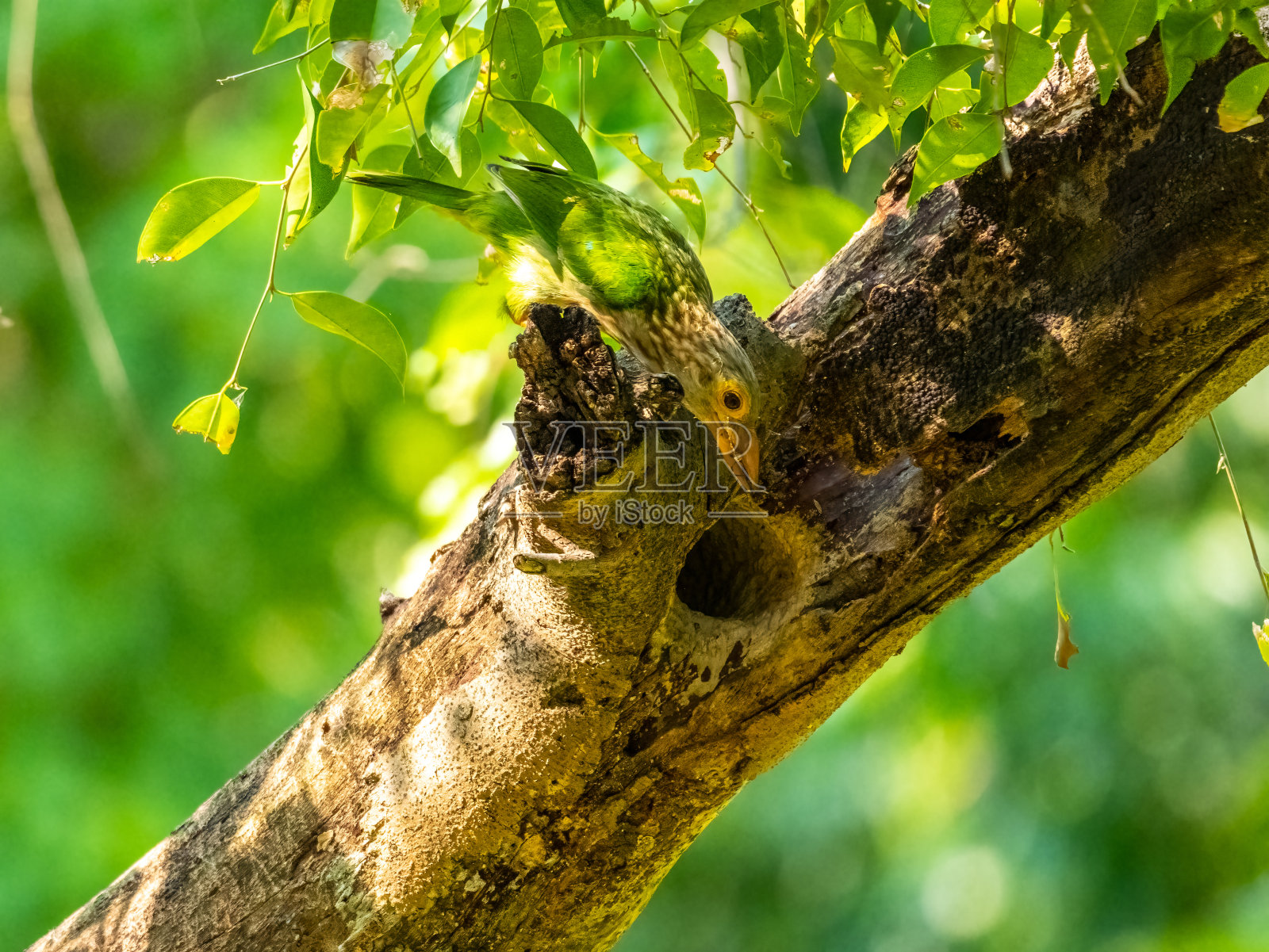 划线的Barbet-Bird照片摄影图片