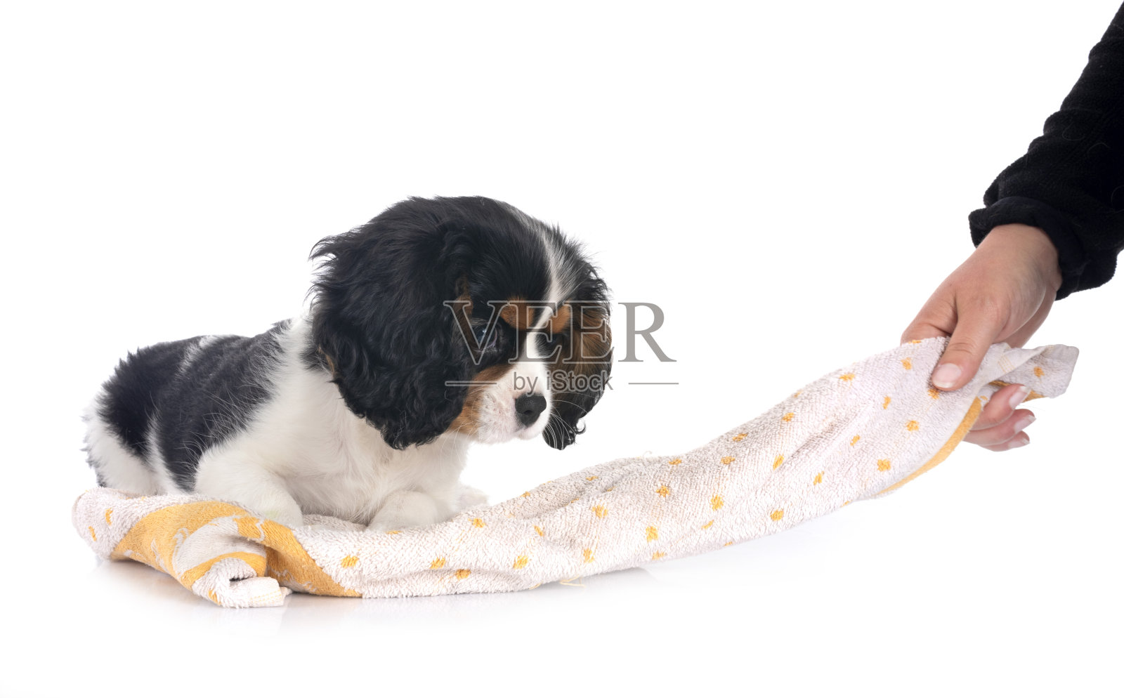 骑士国王查理照片摄影图片