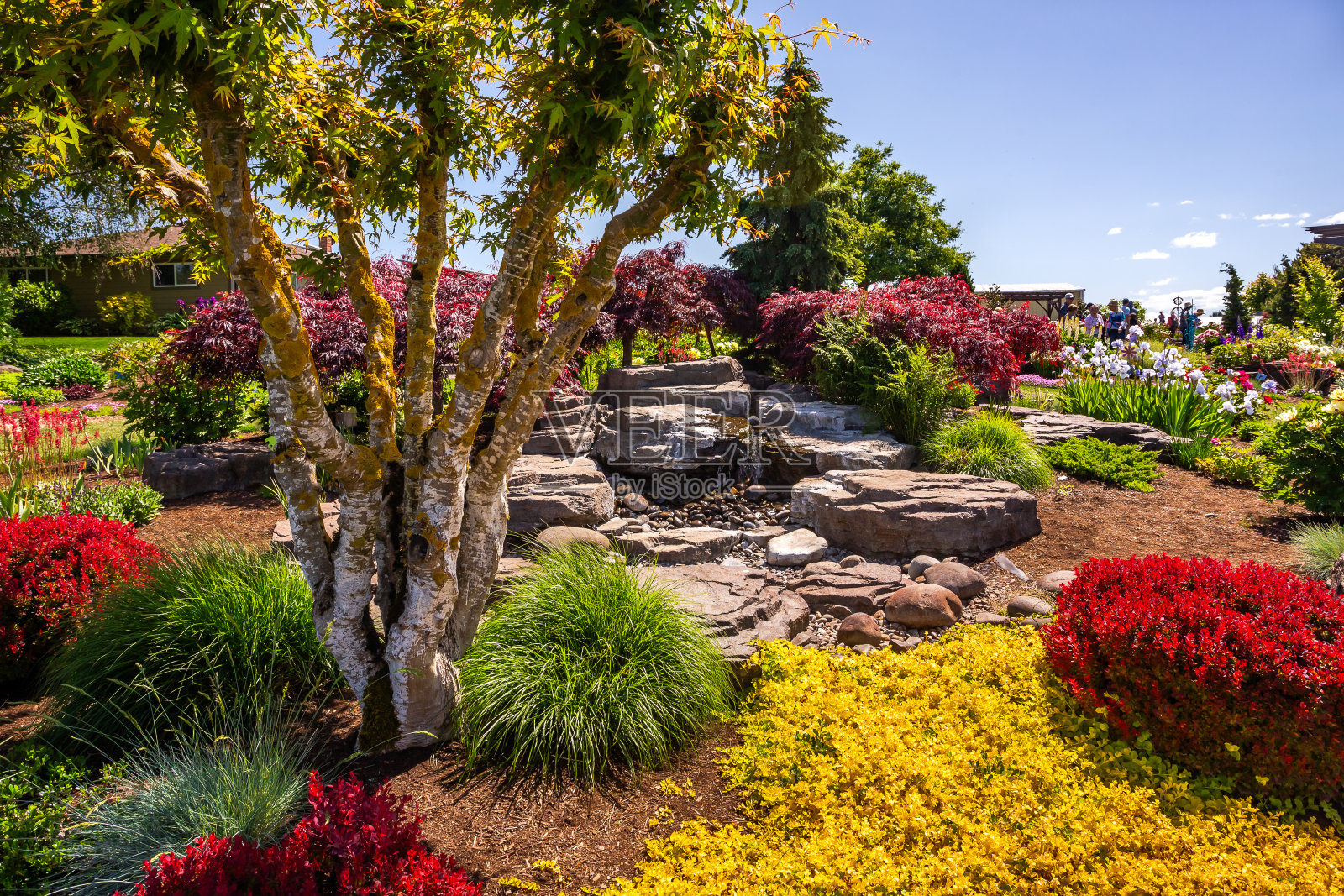 美丽的自然装饰在俄勒冈州塞勒姆的阿德尔曼牡丹花园照片摄影图片