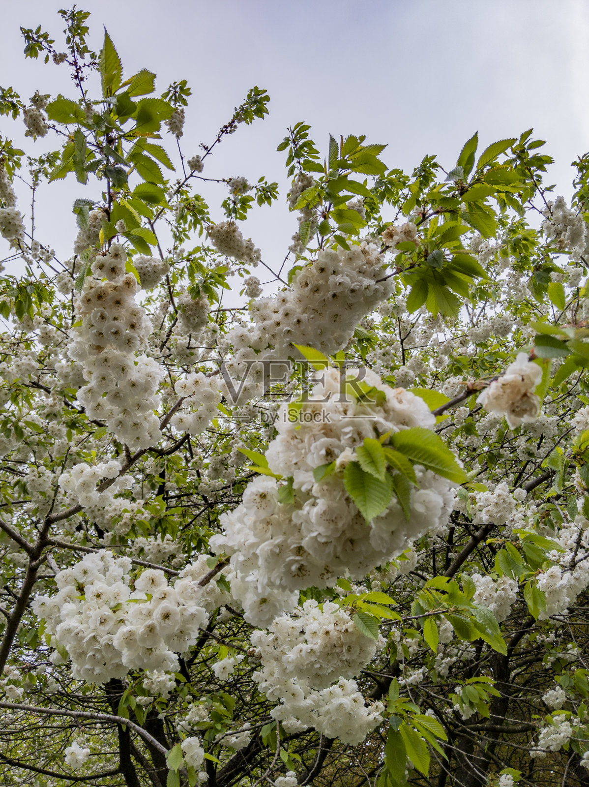 梅花“Shogetsu”开花照片摄影图片