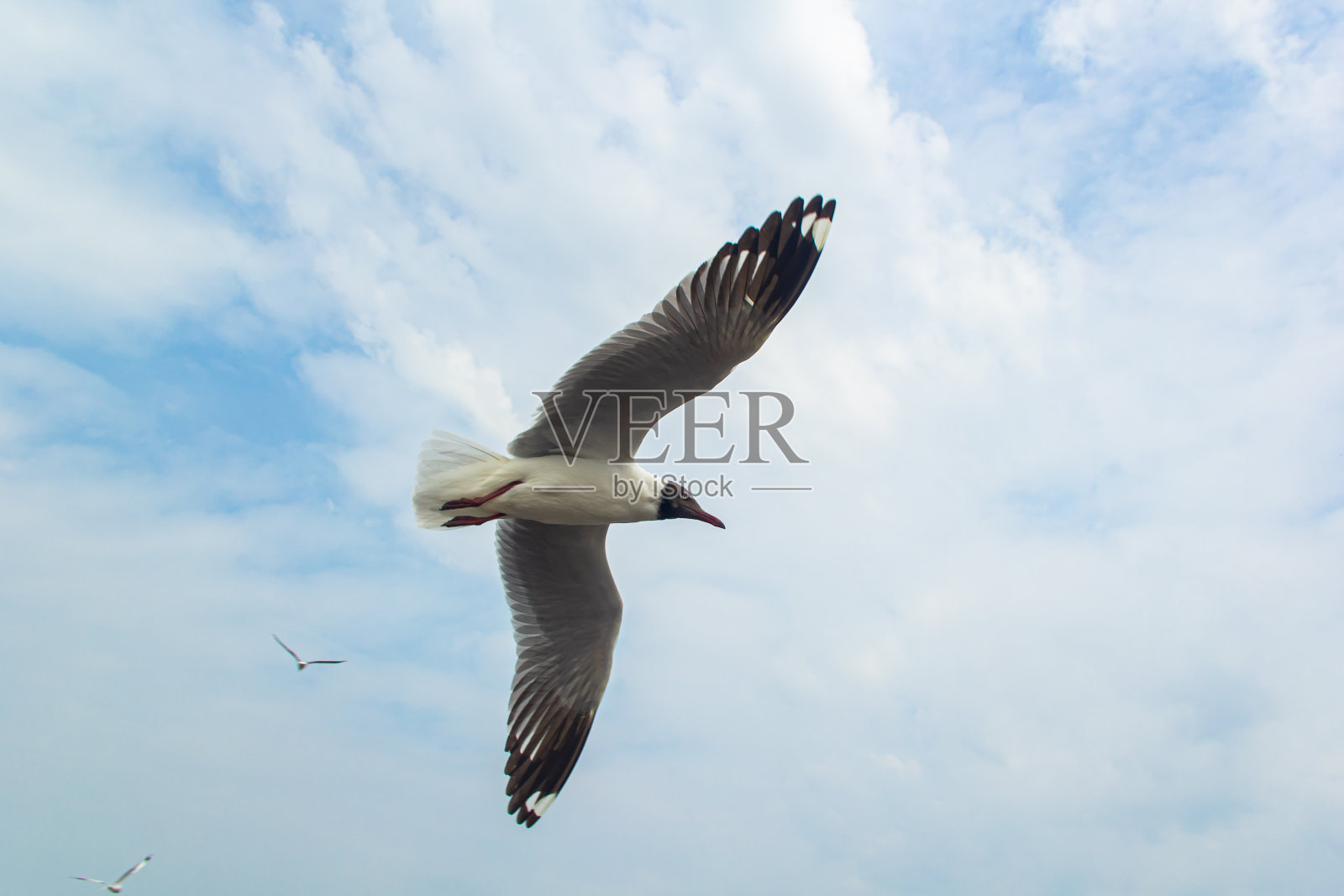 海鸥乘风高飞。照片摄影图片