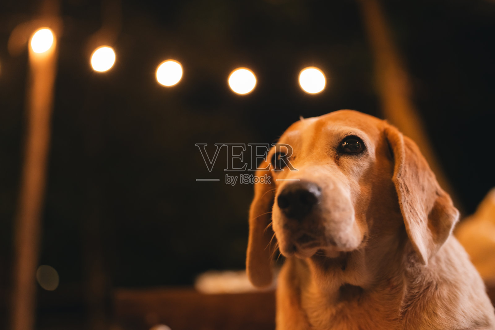 可爱的小狗在家里:一个友好和有趣的狗的肖像，展示它的纯种和柔软的白色皮毛，带来爱和幸福作为一个可爱的家养动物照片摄影图片