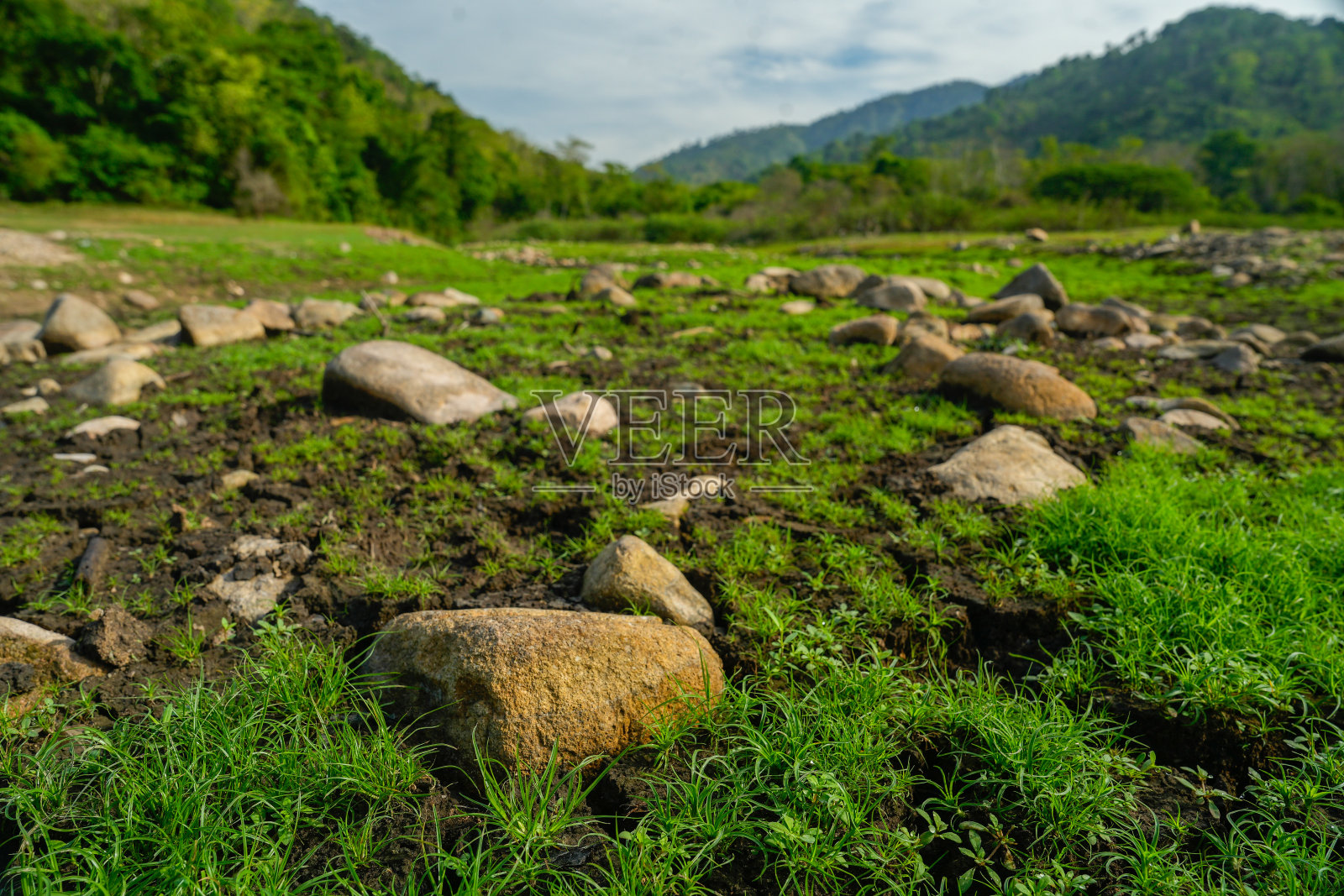 新鲜的绿草和郁郁葱葱的草地标志着春天和夏天的生长:一个乡村公园的自然美特写，突出了季节性景观的鲜艳色彩纹理照片摄影图片