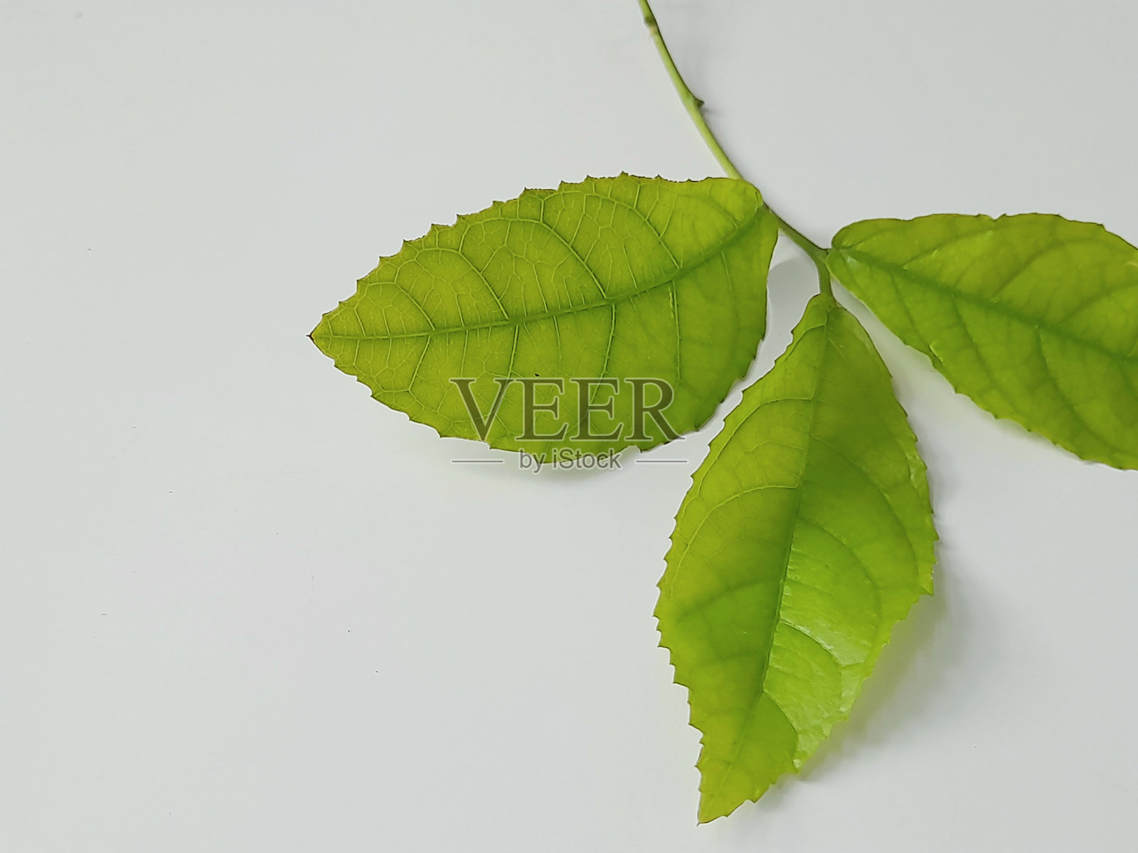 绿色的树叶。照片摄影图片